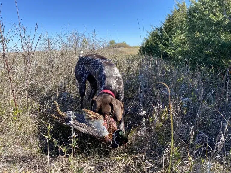 Pheasant Hunt Packages